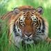 Shirley Batchelor - Facebook
