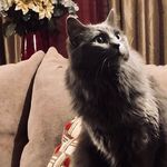 Shirley Blocker - @riodejanerno - Instagram