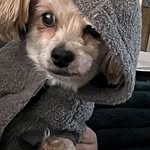 Shirley Houghton - @shirleyblue40 - Instagram