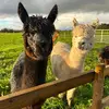 shirley.blue.grass - @shirley.blue.grass - TikTok