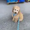 Shirley Boardman - @shirley.boardman - TikTok