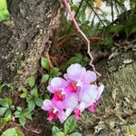 Shirley Britton - @kristy.delaridge - Instagram
