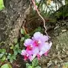 Shirley Britton - @shirley.britton2 - TikTok