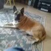 shirleyconroy3 - @shirleyconroy3 - TikTok