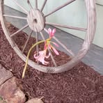 Shirley Cornell - Facebook