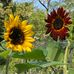 Shirley Deeds - Facebook
