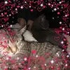 Alice - @shirleydivens - TikTok