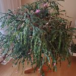 Shirley Dunkley - @sdunkley10 - Instagram
