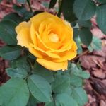 Shirley Dutton Landen - @shirleylanden - Instagram