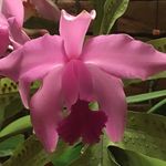 Shirley Egan - @runawaytilly - Instagram