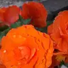 Shirley Regan - @shirleyregan1 - TikTok