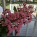 Shirley Faust - Facebook