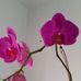 Shirley Fehr - Facebook