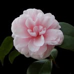 Shirley Feinstein - Facebook
