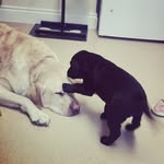 Gary & shirley 🐶🐶 - @gary_and_shirley_the_labradors - Instagram