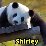 Shirley Grey - @greyshirley - Instagram