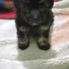 shirleygriselarri - @shirleygriselarri - TikTok