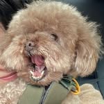 Shirley Cheng - @shirleyhamster - Instagram