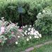 Shirley Ham - Facebook