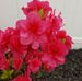 Shirley Hamel - Facebook