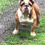 Shirley Harding - @hardingsbulldogs - Instagram