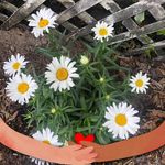 Eleanor Hoffman - @shirley.hoffman.39 - Instagram