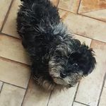 shirley holt - @constitutionals_with_cora - Instagram