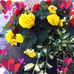 Shirley Ives - Facebook