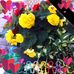 Shirley Ives - Facebook