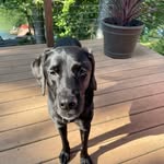 Shirley Jaffe - @jaffe8008 - Instagram