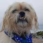 Shirley Johnstone - @travels_with_alfie - Instagram