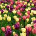 Shirley Jonas - Facebook
