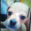 Shirley Ku perez - @shirleykuperez6 - TikTok