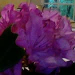 Shirley Laster - @laster_83887 - Instagram