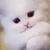 shirleylock - @shirleylock - TikTok