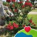 Shirley Luttrell - Facebook
