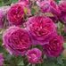Shirley Luttrell - Facebook