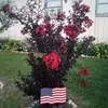 shirleyluttrell65 - @shirleyluttrell65 - TikTok