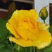 Shirley Marks - Facebook