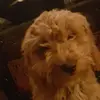 shirleymccabe2 - @shirleymccabe2 - TikTok