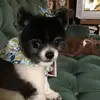 shirleymessick209 - @shirleymessick209 - TikTok