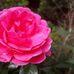 Shirley Morley - Facebook