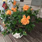 Shirley Morrison - @shirleymorrison - Instagram