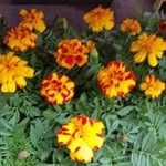 Shirley Foster - @shirley.foster.14811 - Instagram
