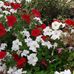 Shirley Ostermeyer - Facebook