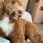 Shirley Otten - @abbydog10 - Instagram