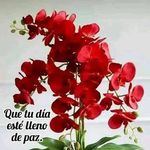 Shirley Polanco - @shirleyavispa - Instagram