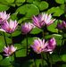 Shirley Rea - Facebook