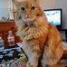 Shirley Ringer - Facebook