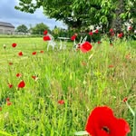 Shirley Ritchie Buge - @shirleyritchie698 - Instagram